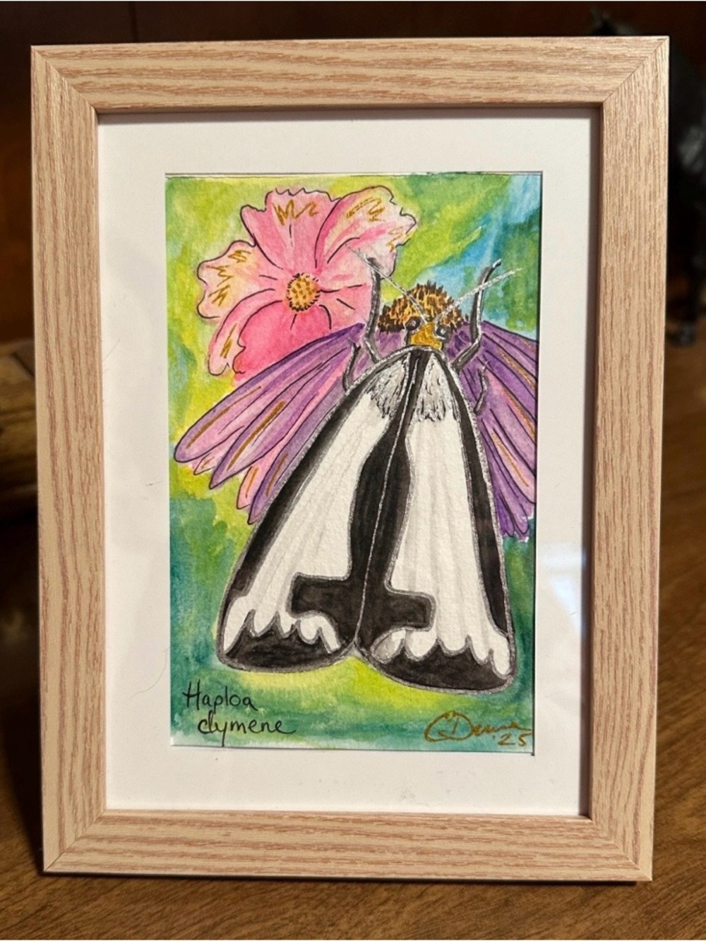 Framed Haploa clymene Moth Watercolor Art - Pink & Purple Floral hand painted